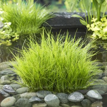 Eleocharis palustris - Scirpe des marais 