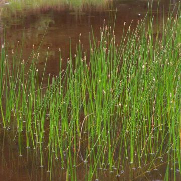 Eleocharis palustris