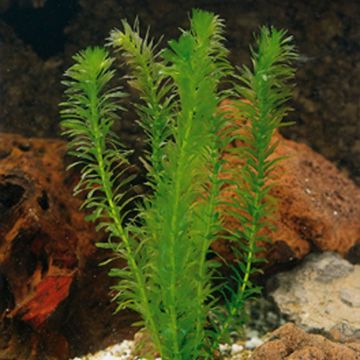 Elodea canadensis - Elodée du Canada