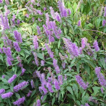 Elsholtzia stauntonii - Mint Bush