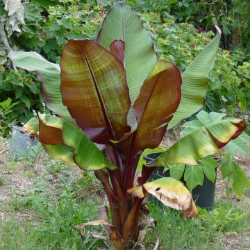 Ensete ventricosum Maurelii - Ethiopian Black Banana