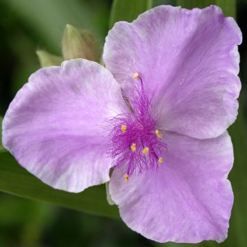 Tradescantia Pink Chablis - Spiderwort