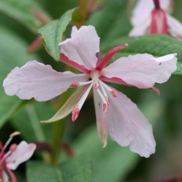 Epilobe rose, Epilobium angustifolium Stahl Rose