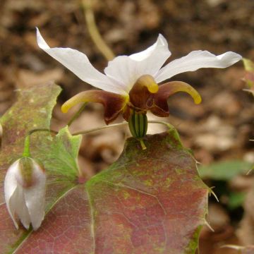 Epimedium Amanogawa - Barrenwort