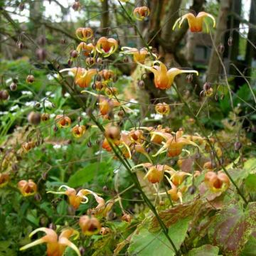 Epimedium Amber Queen - Barrenwort