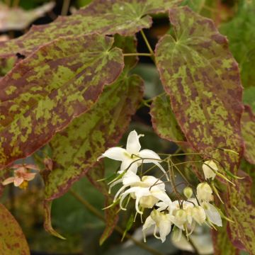 Epimedium Elenwe - Barrenwort