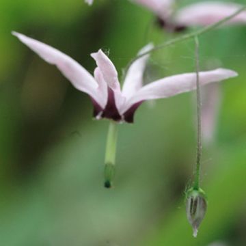 Epimedium fargesii Pink Constellation - Barrenwort