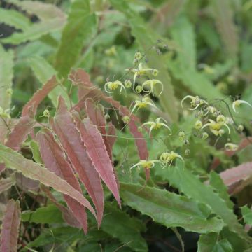 Epimedium Sphinx Twinkler - Barrenwort