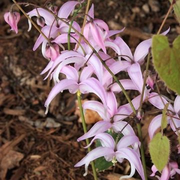 Epimedium brachyrrhizum - Barrenwort