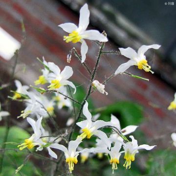 Epimedium brevicornu - Barrenwort