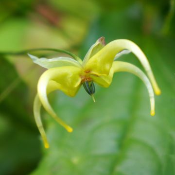 Epimedium chlorandrum - Barrenwort