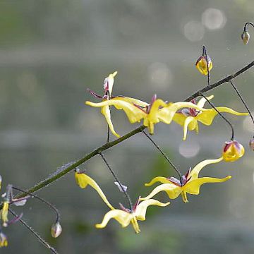 Epimedium elongatum - Barrenwort