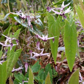 Epimedium fargesii - Barrenwort