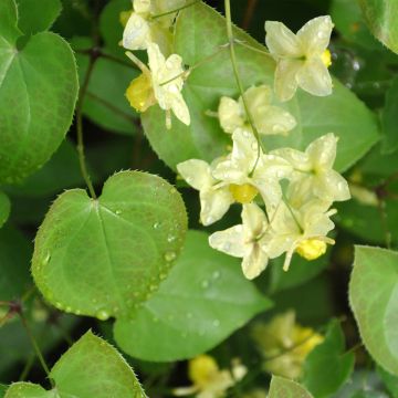 Epimedium flavum - Barrenwort