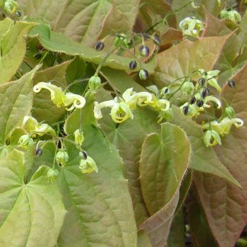 Epimedium francheti Brimstone Butterfly - Barrenwort