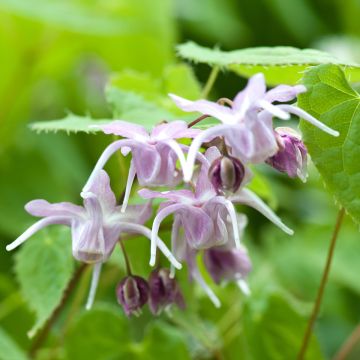 Epimedium grandiflorum - Fleurs des elfes