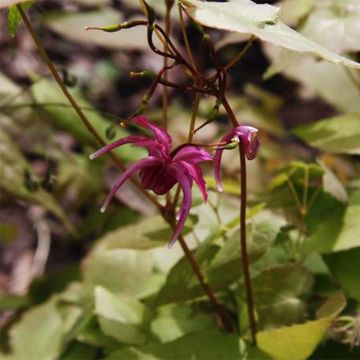 Epimedium grandiflorum Red Beauty - Fairy Wings