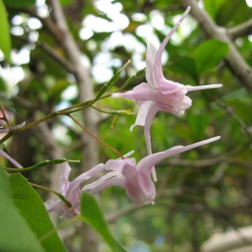 Epimedium grandiflorum f. violaceum - Fairy Wings