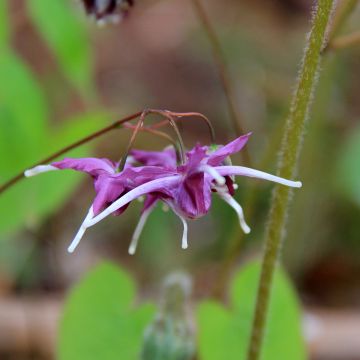 Epimedium grandiflorum Pretty in Pink - Fairy Wings