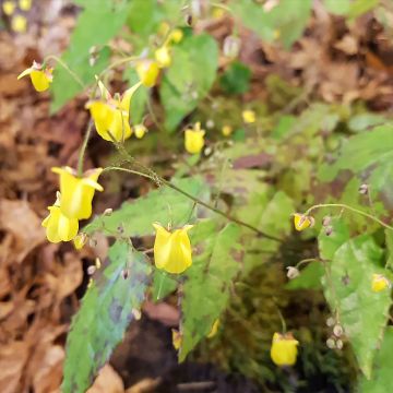 Epimedium platypetalum Sunny and Share - Barrenwort