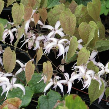 Epimedium leptorrhizum - Barrenwort