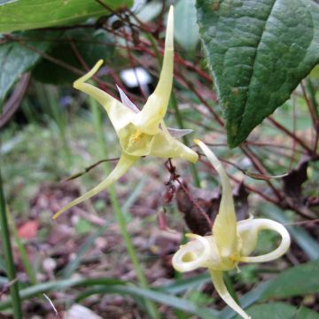 Epimedium membranaceum - Barrenwort