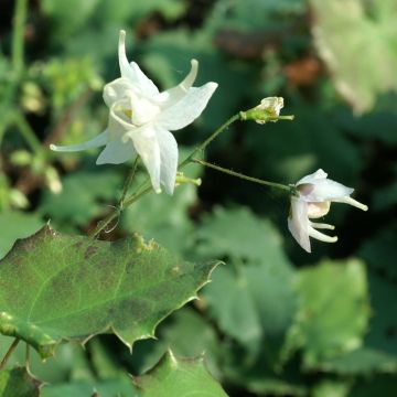 Epimedium pauciflorum, Fleur des elfe