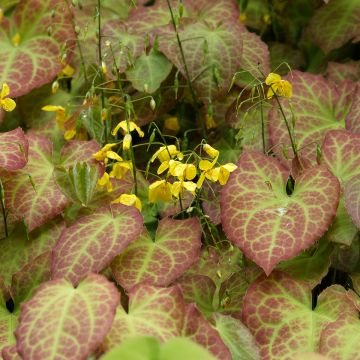 Epimedium perralchicum Frohnleiten, Fleur des elfes