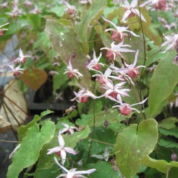 Epimedium Pink Elf - Barrenwort