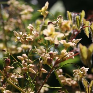 Epimedium pinnatum subsp. colchicum Black Sea - Barrenwort