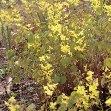 Epimedium pinnatum subsp. colchicum - Barrenwort