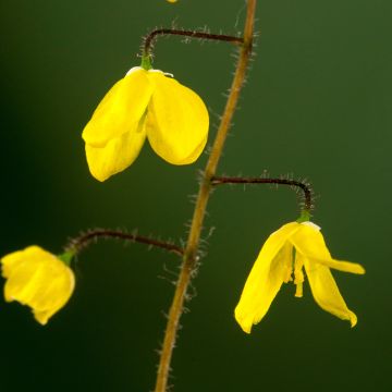 Epimedium platypetalum, Fleur des elfe