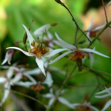 Epimedium pubescens - Barrenwort