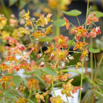 Epimedium pubigerum Orangekönigin - Barrenwort