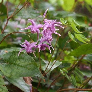 Epimedium sempervirens - Barrenwort