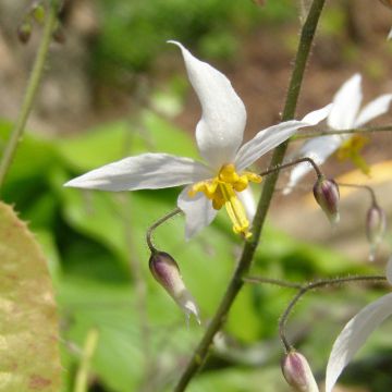 Epimedium stellulatum Wudang Star - Barrenwort