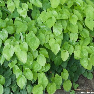 Epimedium x warleyense Ellen willmott - Barrenwort