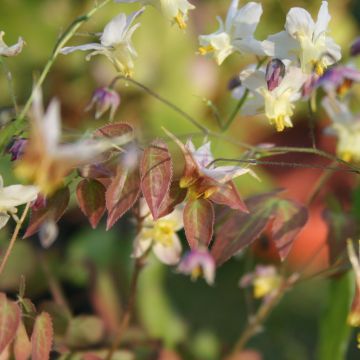 Epimedium grandiflorum Cupreum - Fairy Wings