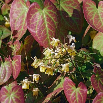 Epimedium x versicolor Sulphureum - Barrenwort