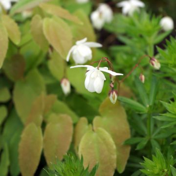 Epimedium x youngianum Niveum - Barrenwort