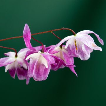 Epimedium x youngianum Roseum - Barrenwort