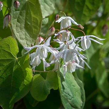 Epimedium x youngianum Yenomoto - Barrenwort