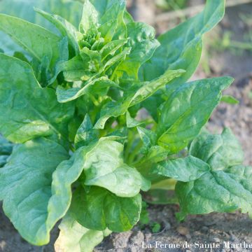 Spinach Monstrueux de Viroflay