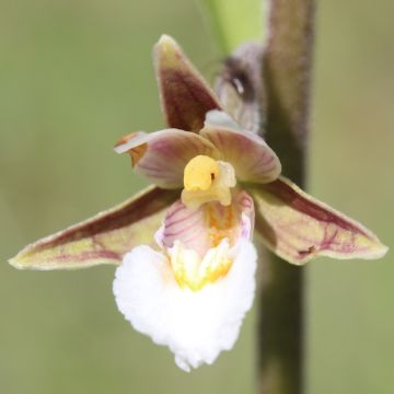 Epipactis palustris - Marsh helleborine