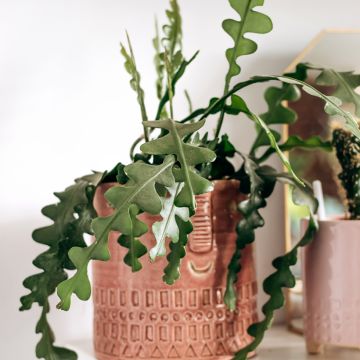 Fishbone cactus - Epiphyllum anguliger
