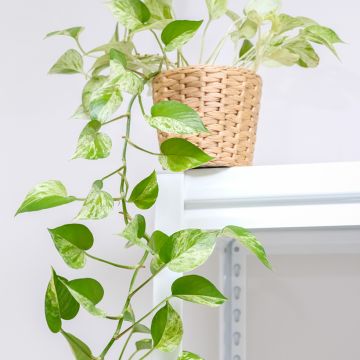 Epipremnum aureum Marble Queen - Golden Pothos