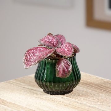 Episcia cupreata Malayan Gem - Flame violet
