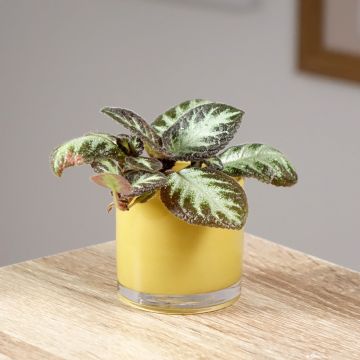 Episcia cupreata Silver Shield - Flame violet