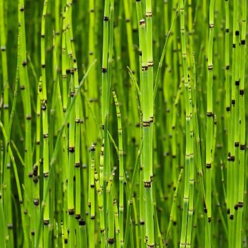 Equisetum camtschatcense