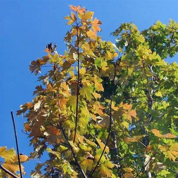 Acer freemanii Autumn Blaze - Maple